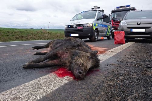Pozor na kance na silních, 18 nočních kolizí  za jednu noc