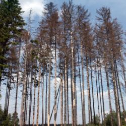 Cetechovice volají po zásahu proti kůrovci v lesích