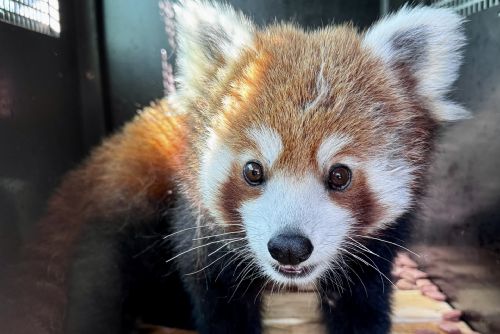 Nový samec pandy Mushu v Plzeňské ZOO