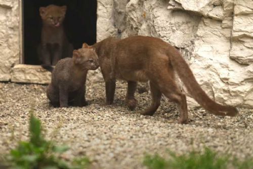 Ostravská zoo slaví: Narodila se vzácná mláďata jaguarundi