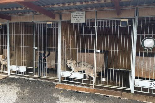 Pes napadl 11letou dívku. Policie obvinila obec, útulek i skautskou vedoucí