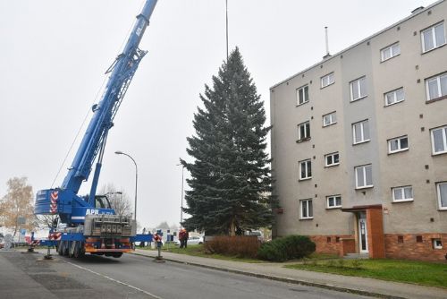 Plzeň hledá perfektní vánoční strom