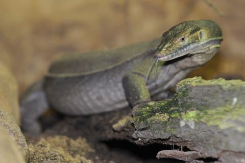 Plzeňská zoo slaví narození varanů Mertensových po 4 letech