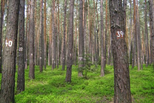 Plzeňský kraj je jedním z nejlesnatějších v Česku. Jehličnanů ale postupně ubývá