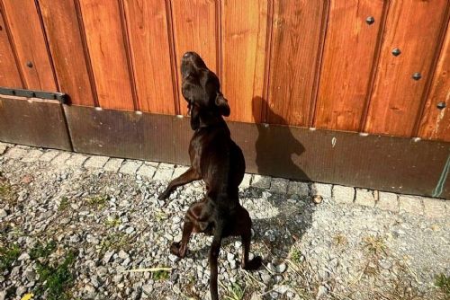 Psi vyhublí na kost, manželé obžalováni z týrání stafordšírských bulteriérů