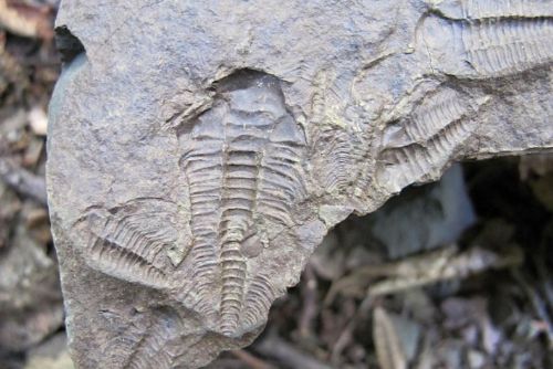 Rokycanské muzeum slaví 120 let: Od trilobita po sekretář!