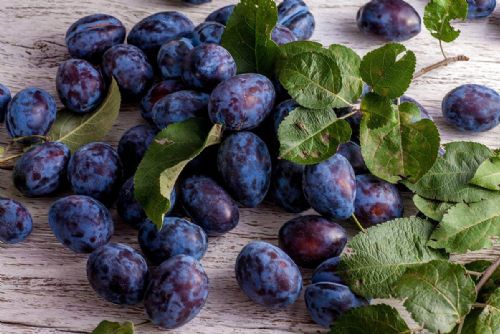 Samozběr švestek ve Spáleném Poříčí - bez pesticidů a za 15 Kč/kg