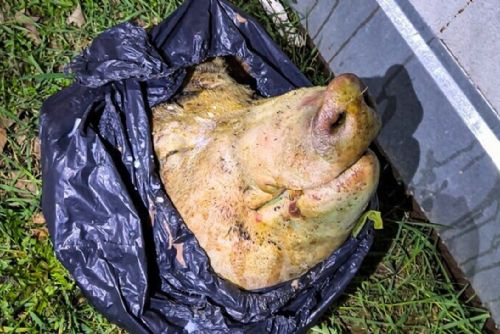 U obchodního centra ve Slovanech se válela useknutá prasečí hlava