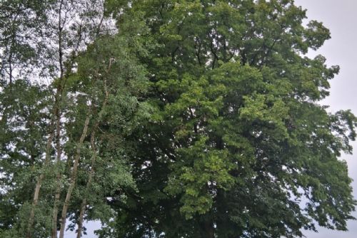 U silnice na Klatovsku stojí nová přírodní dominanta. Lípa je památným stromem
