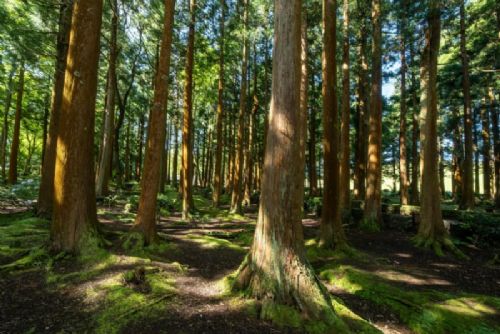 Vysočina připomíná Mezinárodní den lesů: soutěže, výstavy i Den otevřených lesů
