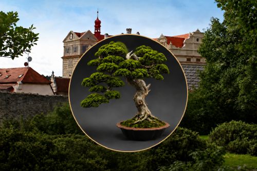 Zámecké nádvoří zaplní bonsaje. V Horšovském Týně je vystaví i nabídnou k prodeji