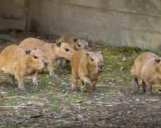 Zoo Praha hlásí rekord: sedm mláďat kapybar v jednom vrhu v Troji