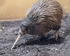 Vzácná kivi z Nizozemska dorazila do Zoo Plzeň