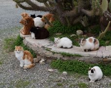 Klatovy bojují s kočkami - plánují záchytnou stanici