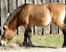 Kůň Převalského se díky Zoo Praha vrací do Kazachstánu
