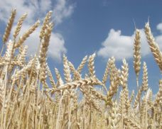 Zemědělcům v Plzeňském kraji se dařilo, výnosy plodin v roce 2025 výrazně stouply