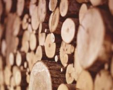 Ceny dřeva rostou, Lesy ČR čeká změna vedení