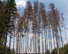 Cetechovice volají po zásahu proti kůrovci v lesích